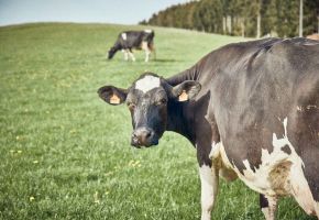 pur-natur-lactis-koetjes